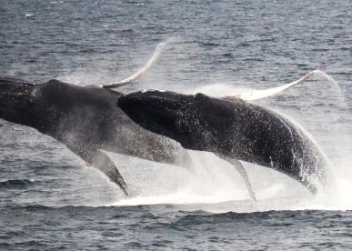 Whale Watch Cruise e-ticket