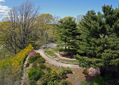 Arnold Arboretum Highlights Tour