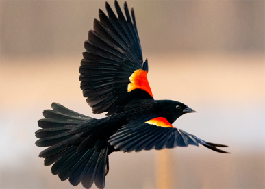 Arnold Arboretum Birding Walk