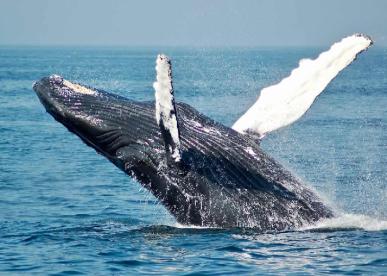 Whale Watch Cruise