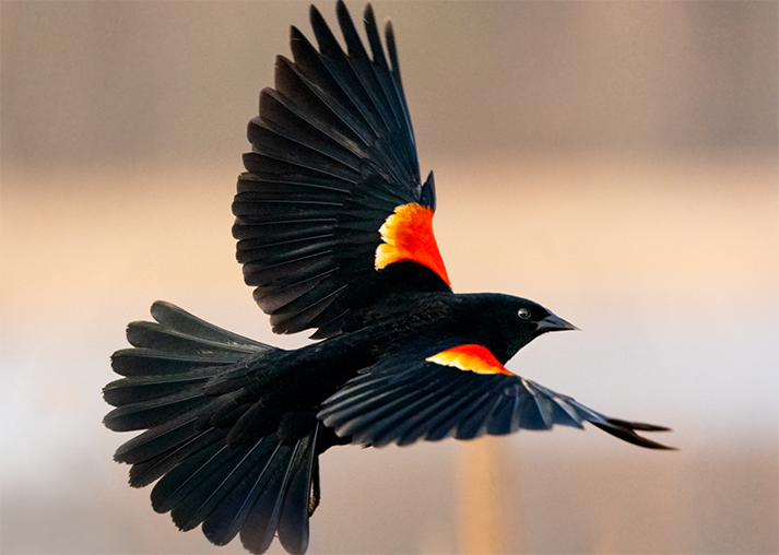 Arnold Arboretum Birding Walk