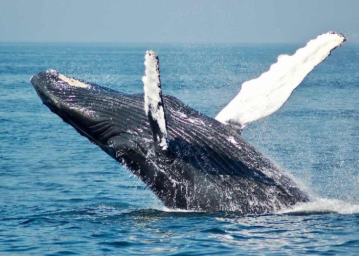 whale emerging from the ocean